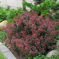 Барбарис Тунберга Атропурпуреа Нана купить