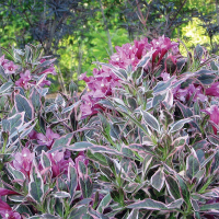 Вейгела Олл Саммер Монет купить