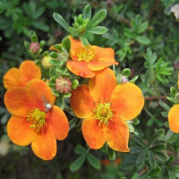 Перстач чагарниковий мікс купить