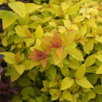 Спирея японская Голден Принцесс купить