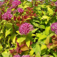 Спирея японская купить