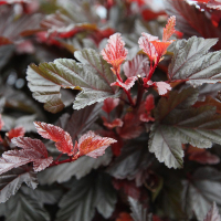 Фізокарпус (міхурові) калінолистий Літл Ангел купить