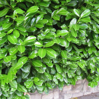 Лавровишня Ротундіфоліа купить