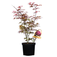 Клен віяловий Атропурпуреум купить