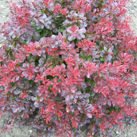 Барбарис Тунберга Атропурпуреа Нана купить