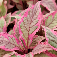 Дерен білий Миракл купить