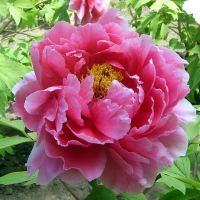 Пион древовидный микс купить