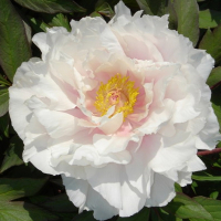 Півонія деревоподібний мікс купить