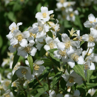 Филадельфус Lemoinei купить