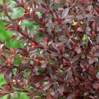 Барбарис Тунберга Ред Чиф купить