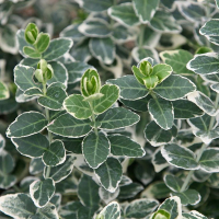 Бересклет микс купить