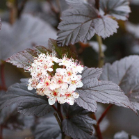 Фізокарпус калінолистий Діабло купить