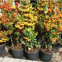 Пираканта mix купить