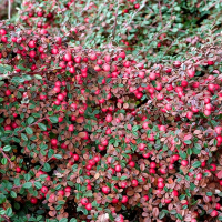 Кизильник укорінюється Ейхольц купить