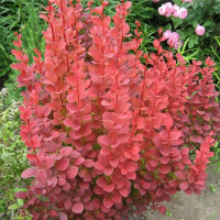 Барбарис тунберга Оранж Рокет купить