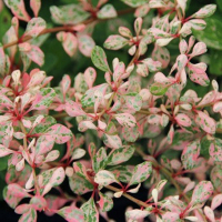 Барбарис Тунберга Наташа купить