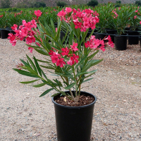 Олеандр Red купить