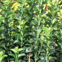 Бересклет японський Green Spire купить