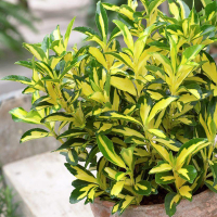 Бересклет японский Gold Queen купить