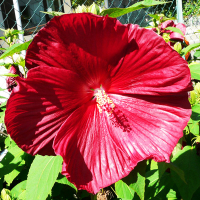 Гибискус мускусный (травянистый) микс купить