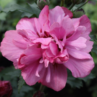 Гібіскус сирійський мікс купить