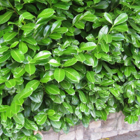 Лавровишня Ротундифолиа купить