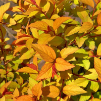 Спирея японская Файерлайт купить