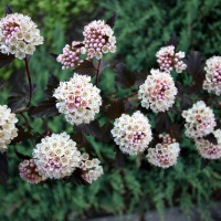 Фізокурпус калінолистний Саммер Вайн купить