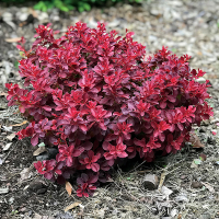 Барбарис тунберга Файер Болл купить