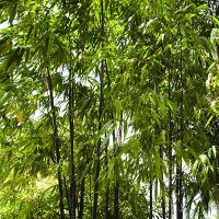 Бамбук Черный купить