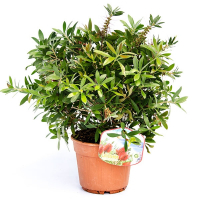 Каллистемон купить