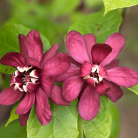 Калікант флоридус купить