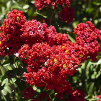 Лагерстромия индийская Dynamite купить