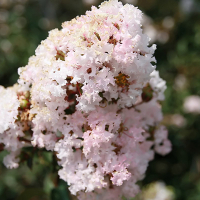 Лагерстромия индийская Burgudy cotton купить