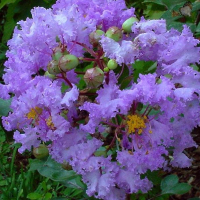 Лагерстромия индийская Cordon bleu купить