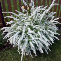 Спирея пепельная (серая) Грефшейм купить