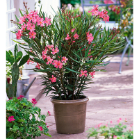 Олеандр Papa gambetta купить