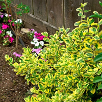 Бересклет форчуна Эмеральд Голд купить