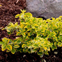 Бересклет форчуна Емеральд Голд купить