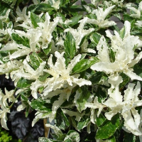 Бересклет Форчуна Арлекин купить