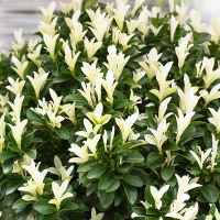 Бересклет японский Палома Бланка купить