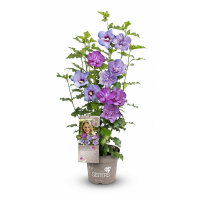 Гибискус сирийский Three Sisters купить