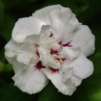 Гибискус сирийский купить