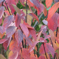 Дерен білий Кессельрінга купить