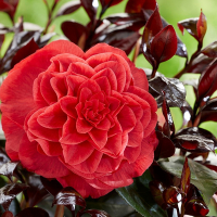 Камелия японская Femme fatale купить