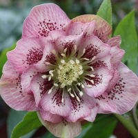 Морозник восточный микс купить