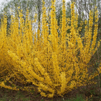 Форзиція середня Вік Енд купить