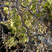 Лещина обыкновенная Конторта купить