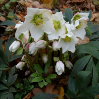 Морозник черный купить