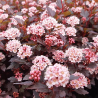 Фізокарпус калінолистний Little Joker купить